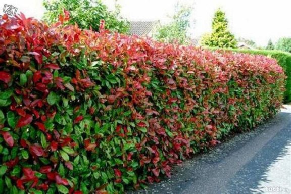 Pflasterarbeiten von MB-Gartenbau